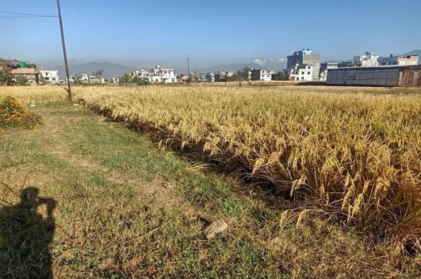 Land for Sale in Sirutar Bhaktapur