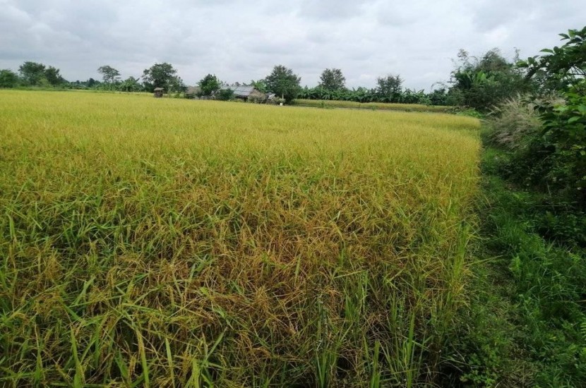 Land for Sale in Morang