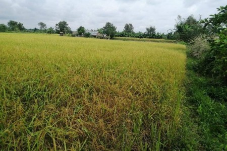 land-for-sale-in-morang